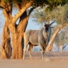 Antilopa losi - Taurotragus oryx - Common Eland o5235_2